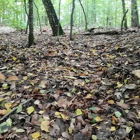 Letniskowy Nad Jeziorem Łąck
