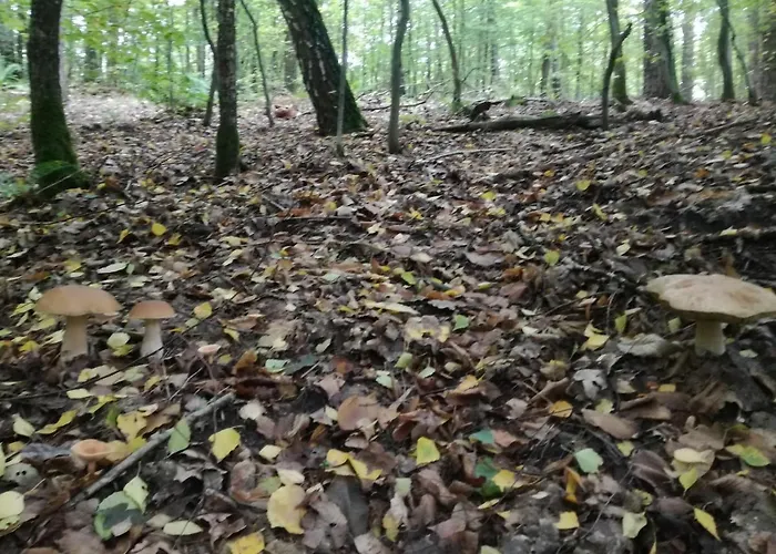 Lodge Letniskowy Nad Jeziorem *